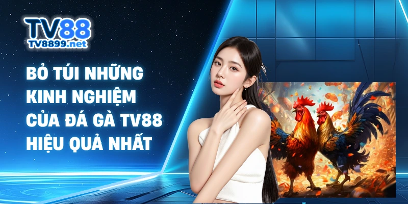 Bỏ túi những kinh nghiệm của đá gà TV88 hiệu quả nhất